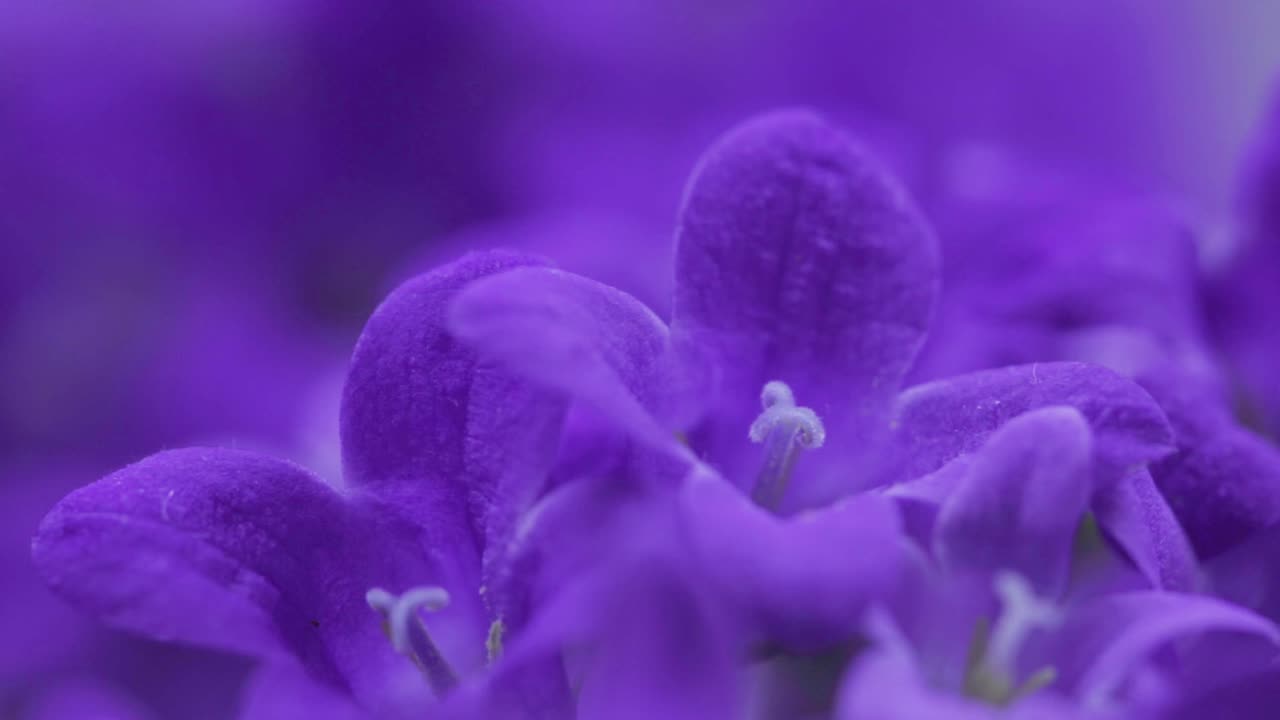 снимок крупным планом красивого колокольчика далматинца, колокольчика адриа, цветущего в саду