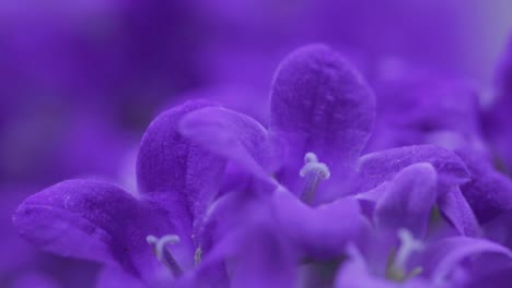 close up shot of beautiful dalmatian bellflower, adria bellflower blooming in the garden