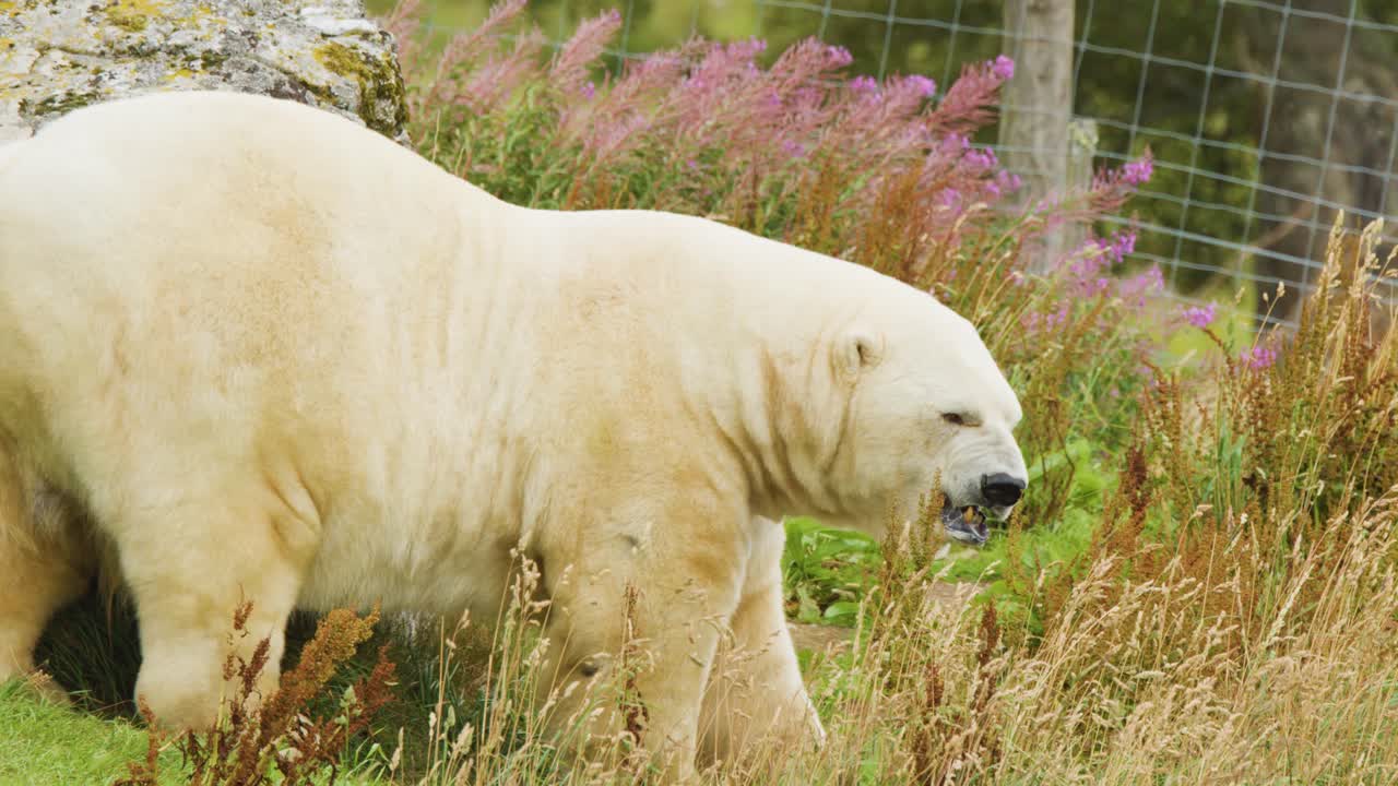 A polar bear moves slowly through a grassy field with wildflowers, under natural daylight. The camera tracks the bear in a medium side profile shot