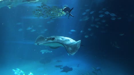 stingray swimming among fish in a large tank