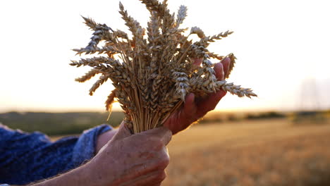 harvesting wheat during golden sunset. a person holds a bundle of wheat while standing in a field at sunset, capturing the beauty of harvest time