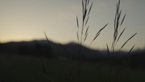 Mountain-Sunrise-through-Tall-Grass-in-Slow-Motion