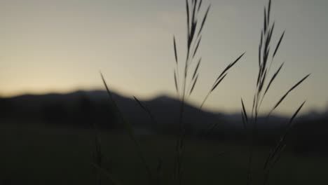 mountain sunrise through tall grass in slow motion