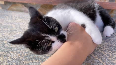 a young black and white cat is holding and biting a human wrist on an outdoor bench