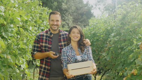 pareja cosechando uvas en el viñedo