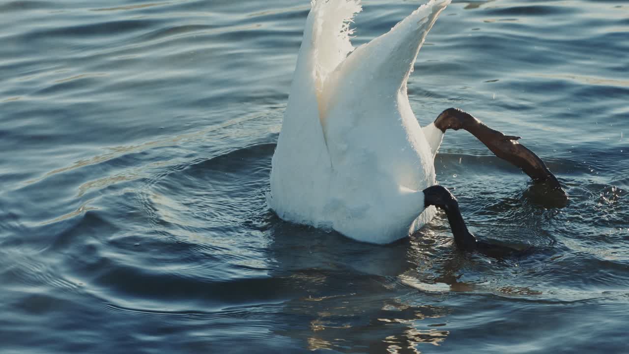 Лебедь, плавающий в озере.