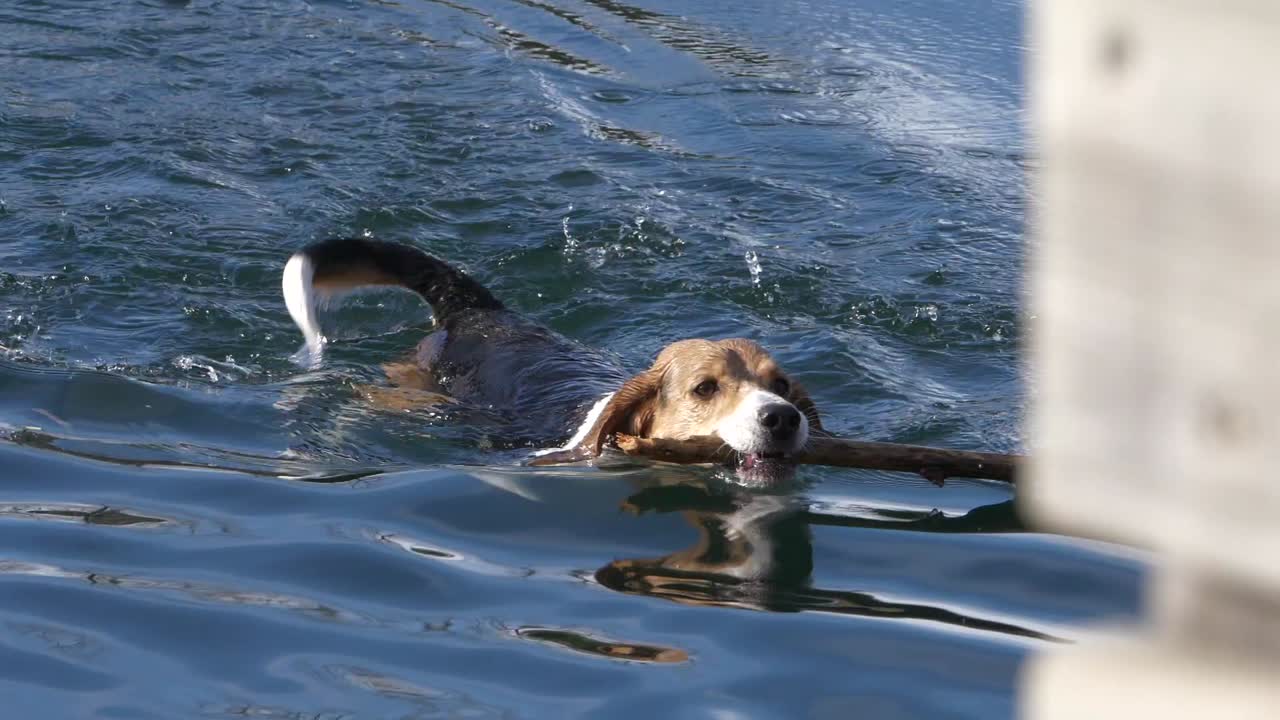 cámara lenta de la mascota del perro beagle nadando en el agua recuperando un palo de madera