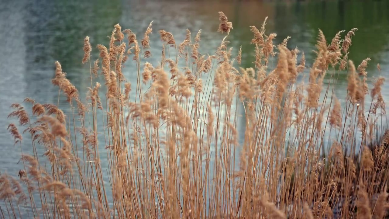 Blødt fokus-billede af tørt rørgræs, der svajer i vinden, baggrundsbelyst af varmt naturligt lys