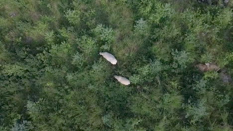 Aerial-ascending-rotating-zoom-view-of-two-white-grazing-sheep-in-pine-tree-forest