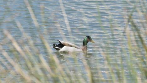 Mallard-duck-bathing-in-a-pond-Montpellier-sunny-day