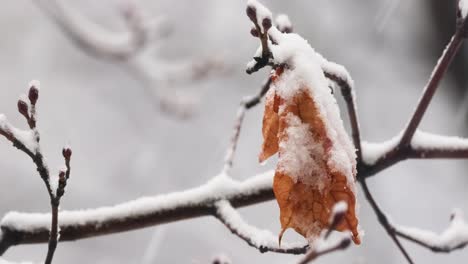 Tree-branches-on-the-background-of-snowfall.-Flakes-of-snow-falling-down-winter-landscape.