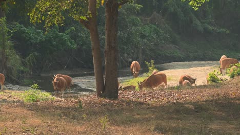 Herde-An-Einem-Flussbett,-Das-Wasser-Trinkt,-Während-Sie-Sich-Nach-Links-Bewegt,-Während-Andere-Auf-Der-Rechten-Seite-Folgen,-Tembadau-Oder-Banteng-Bos-Javanicus,-Thailand