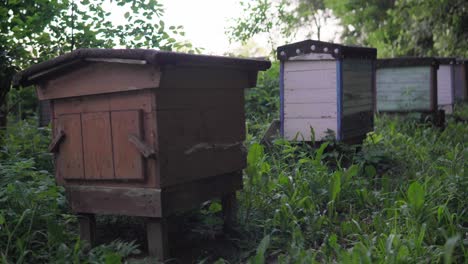 an old apiary located in the forest between tall trees and high green grass