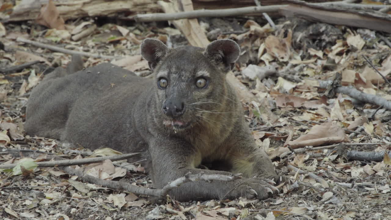 ямка на лесной подстилке зевает