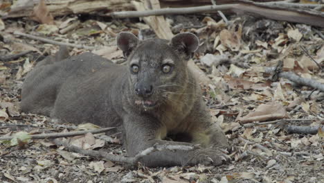 fossa-on-forest-floor-yawning