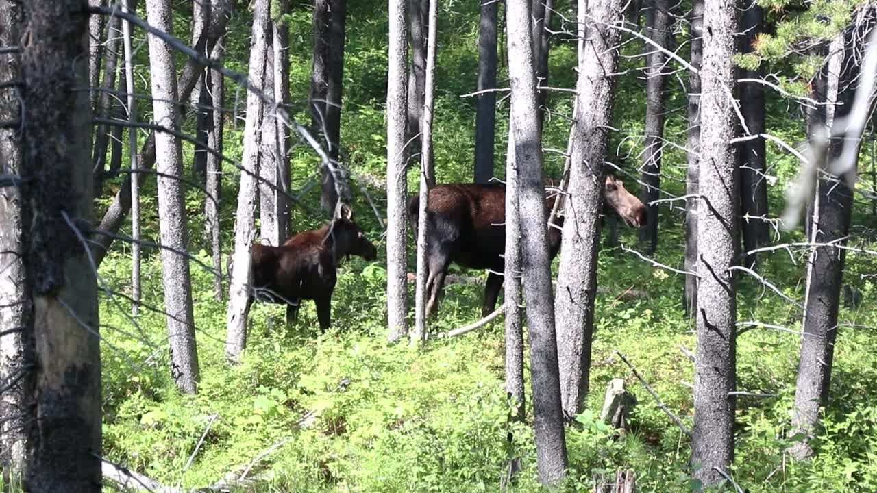 Mother moose and her calf meander through the forest