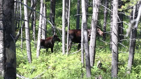 mother moose and her calf meander through the forest