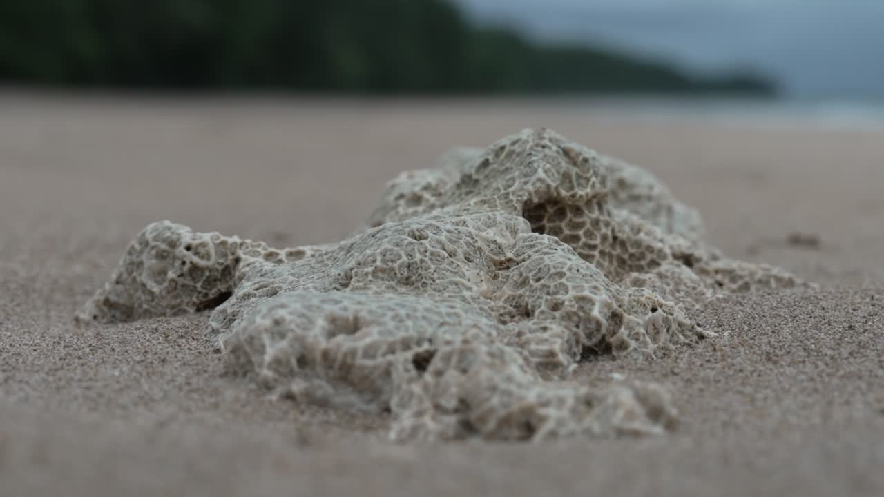 Weathered coral fragment on sand, illustrating erosion, reef decay, and coastal ecosystem details