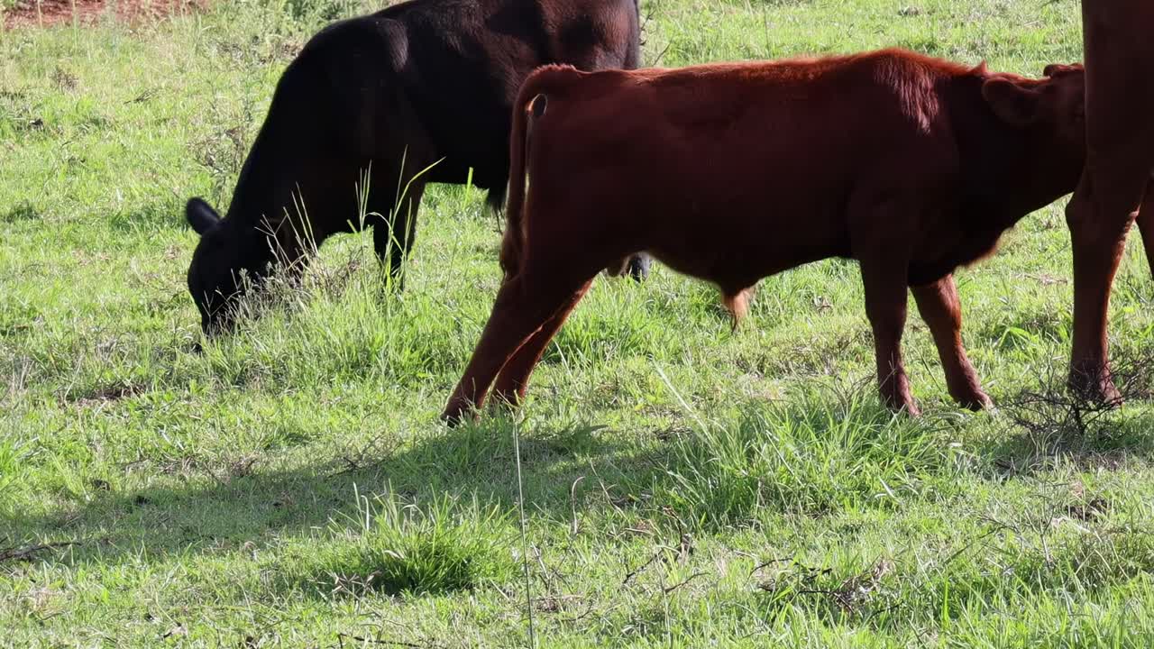 A small group of brown and black cows grazing peacefully in a sunlit grassy field.