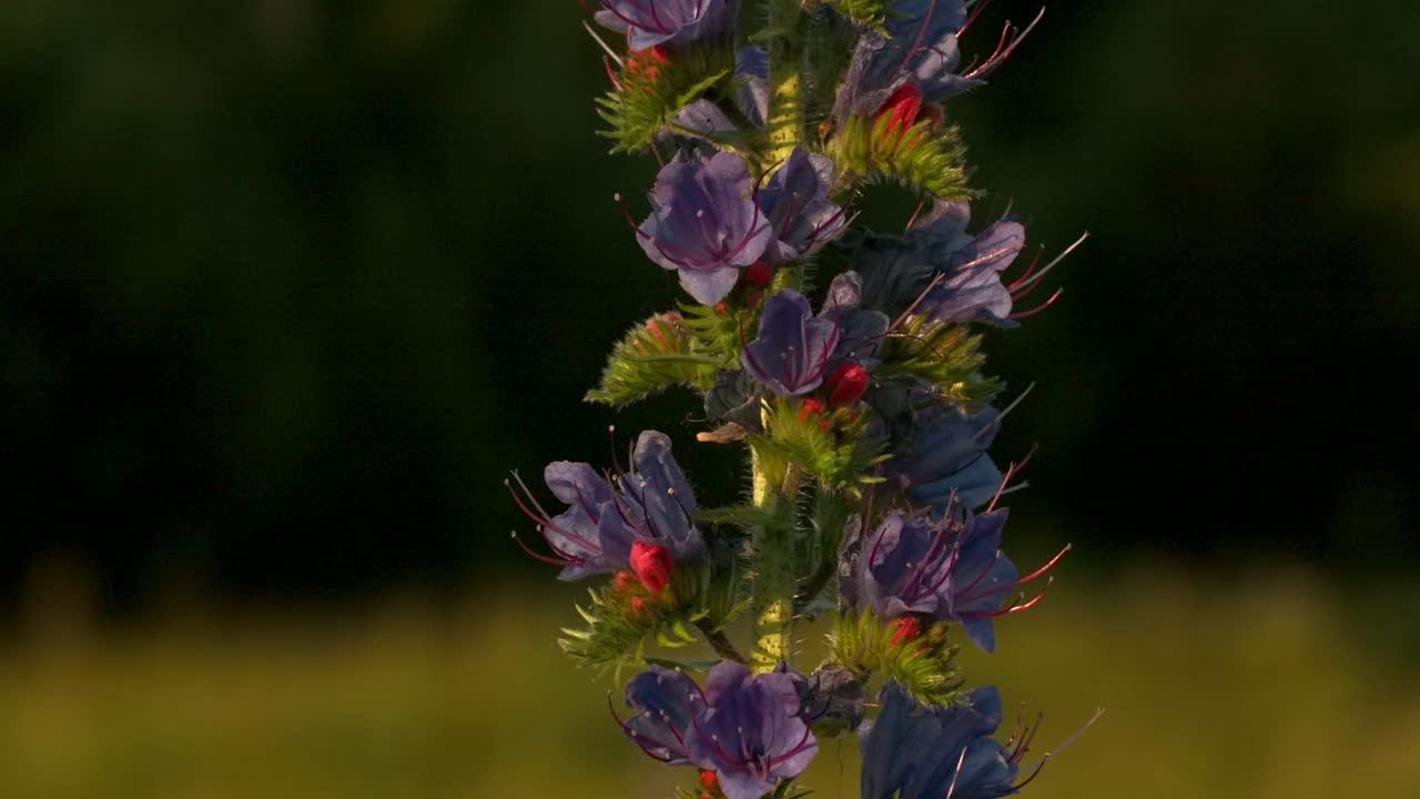 Close-up of a purple flower stalk