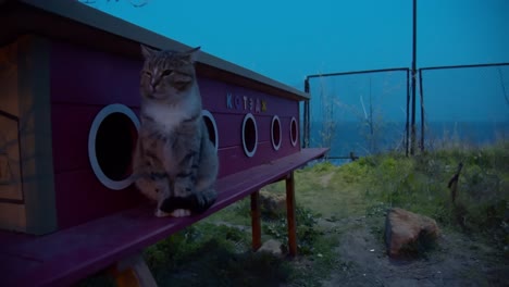 아파트 베란다에 앉아 있는 고양이, 추운 저녁, 검은 바다가 위의 하늘과 함께 녹는다