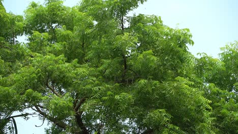las hojas de neem o azadirachta indica son un ingrediente medicinal muy útil