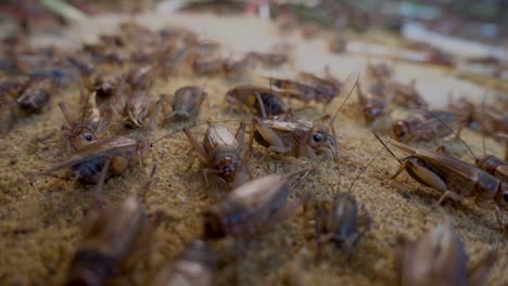 many crickets eating in a crickets farm in cambodia