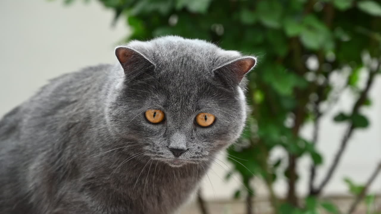 A beautiful gray cat with bright amber eyes sitting in a lush garden