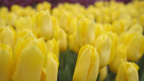 closeup of a field of yellow tulips, herbaceous bulbiferous, moved by a gentle spring breeze, handheld