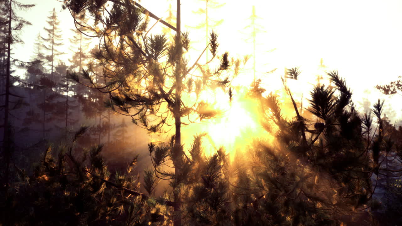 Morning sunlight filters through trees in a peaceful forest setting