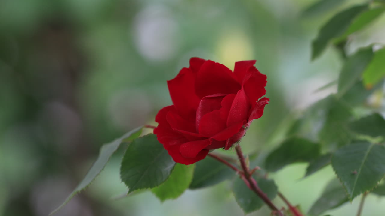close up of a red rose hanging from the roof in a windy day