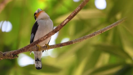 The-Silver-breasted-Broadbill-is-a-famous-bird-in-Thailand,-both-local-and-international