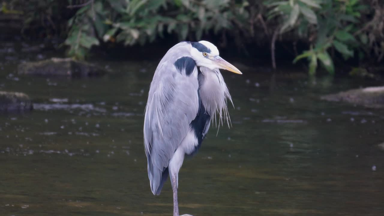 물 흐르는 양재천에 서서 몸가짐을 가다듬는 회색 왜가리