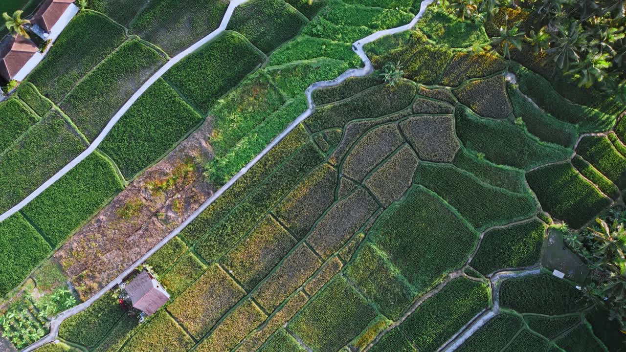 una vista aérea de arriba hacia abajo de los hermosos campos de arroz en bali tomada por un avión no tripulado