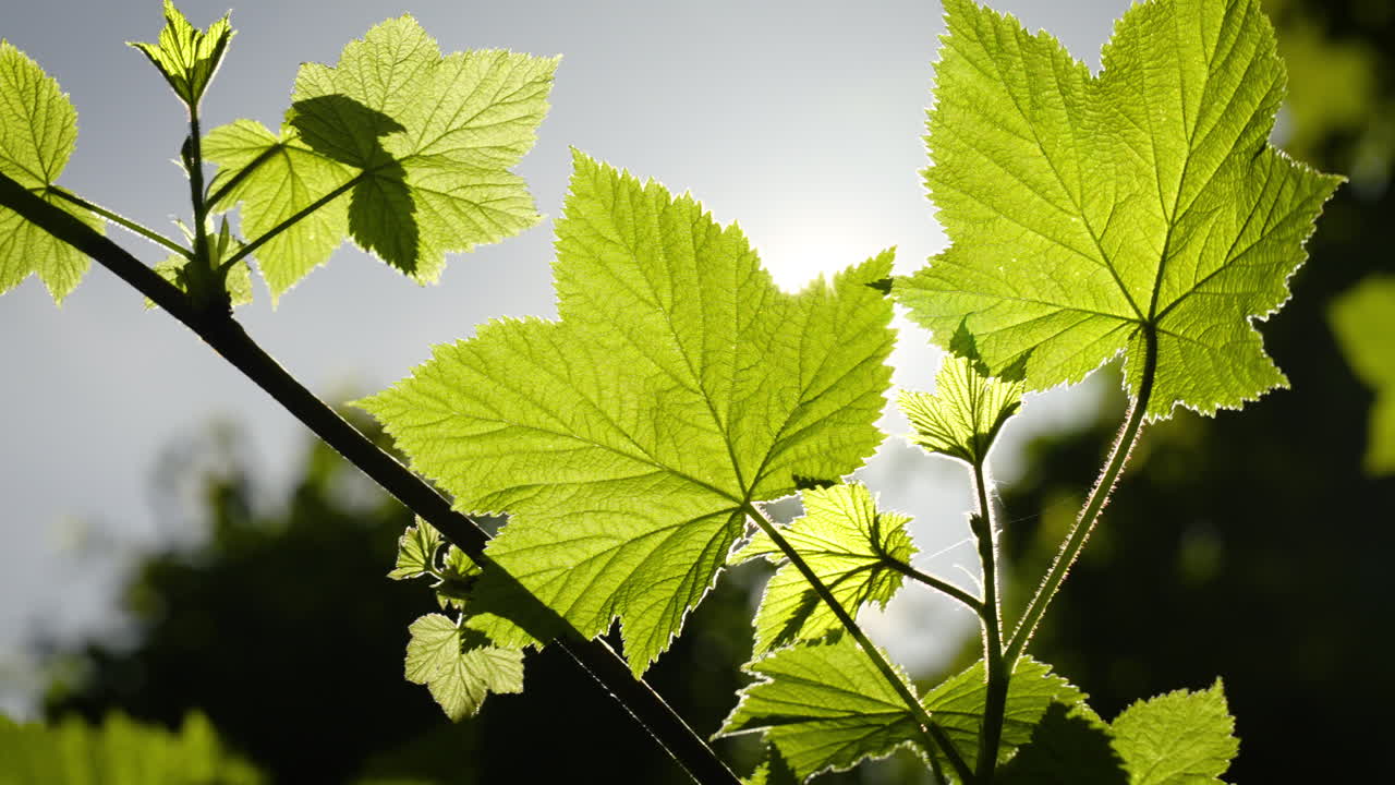 잎들이 바람에 부드럽게 흔들리고