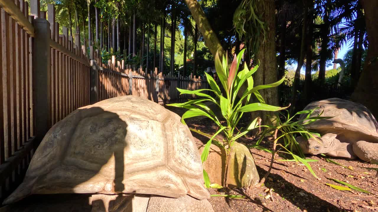 동물원 안에서 천천히 움직이는 거대한 거북이