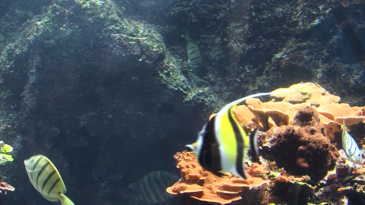 Vida marinha no Maui Ocean Center