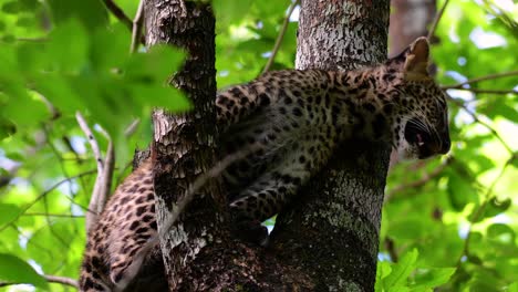 El-Leopardo-De-Indochina-Es-Una-Especie-Vulnerable-Y-Uno-De-Los-Grandes-Felinos-De-Tailandia