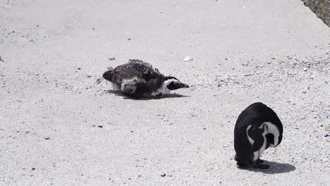 endangered african penguins on the coastline of boulders beach in cape town, south africa