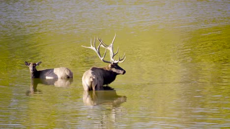 large bull elk stands in water next to cow elk during rut