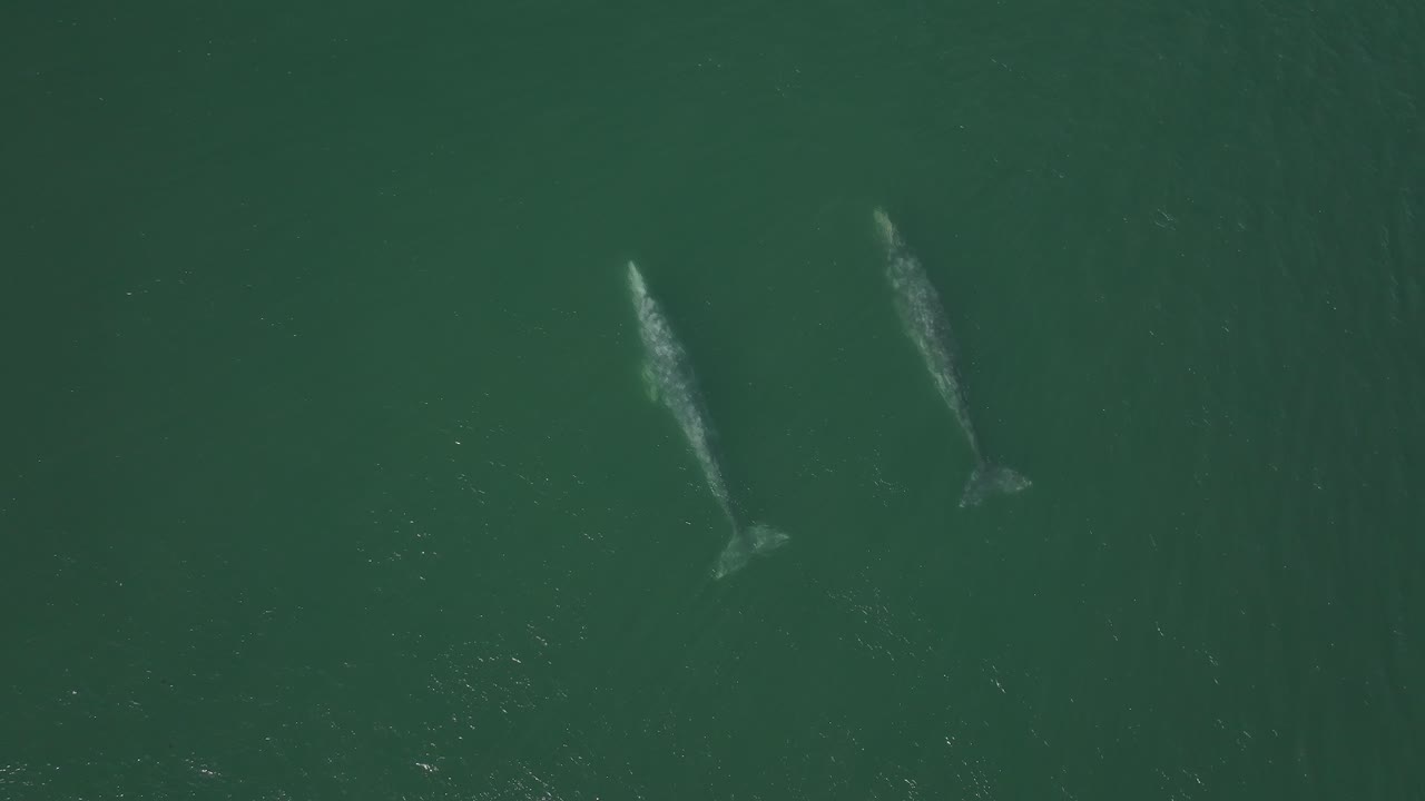 Two Grey Whales Gracefully Swimming in Pacific Ocean off Baja California Sur, Aerial Drone Top Down View
