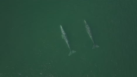 two grey whales gracefully swimming in pacific ocean off baja california sur, aerial drone top down view