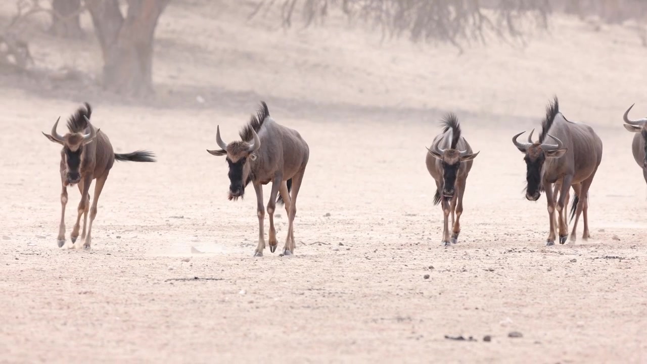 A herd of Blue Wildebeest moves through the dusty, arid landscape of the Kgalagadi Transfrontier Park, South Africa, with some animals walking while others break into a gallop.