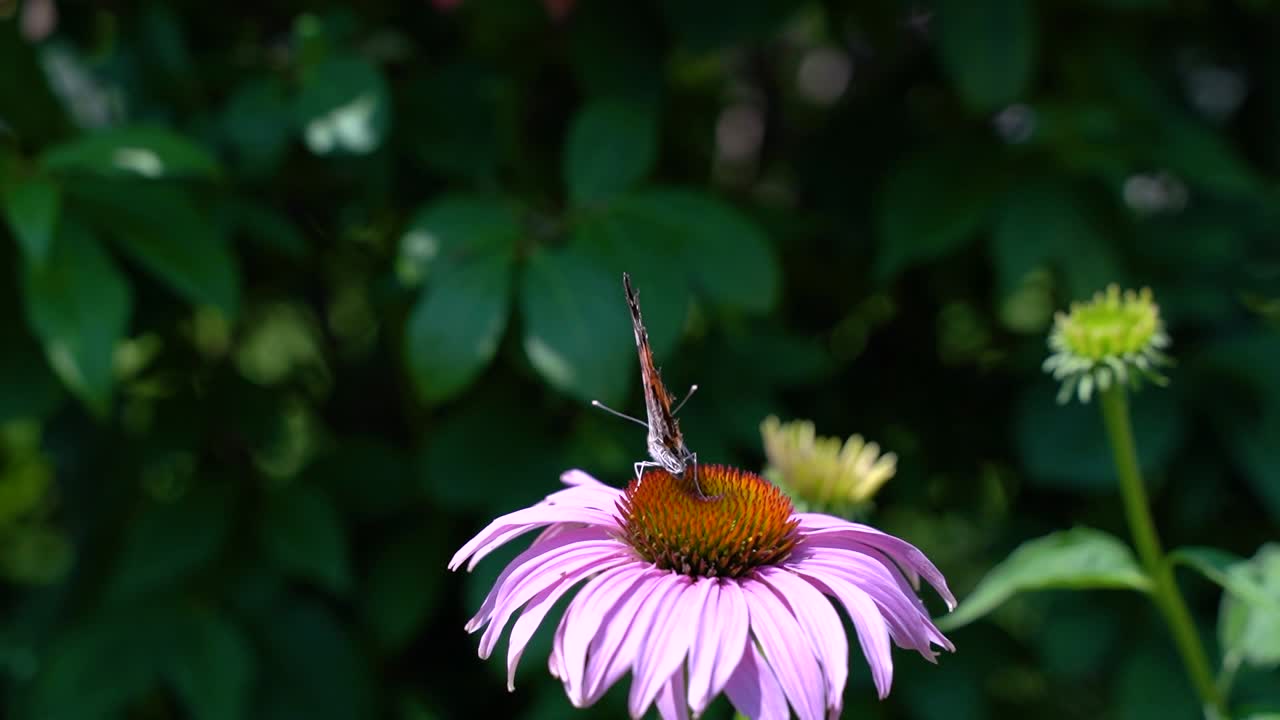 mariposa monarca con alas rotas cosechando polen de una flor en el jardín