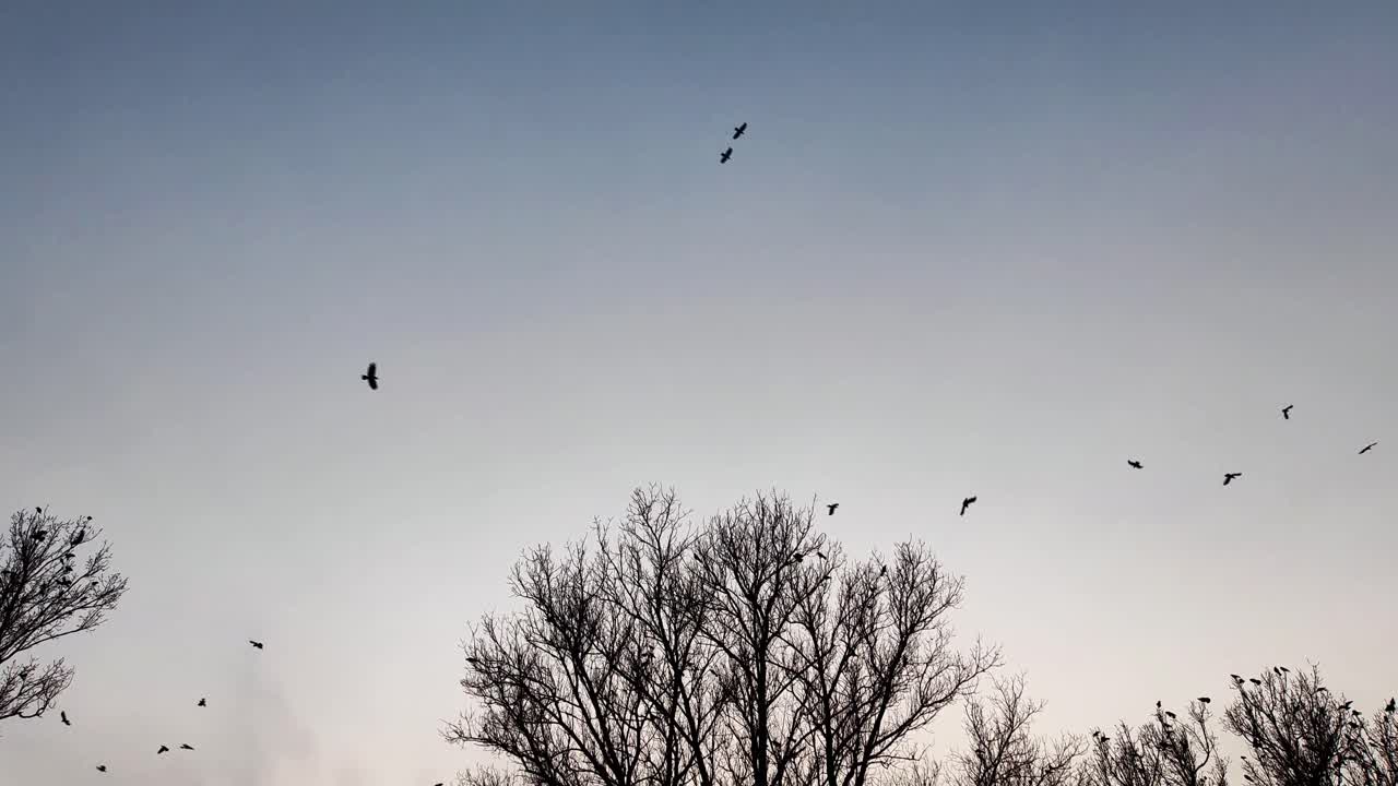A fiery winter sunset glows through bare branches. Crows gather in restless swarms, some flying, others perched. The cold and silence create a melancholic yet tranquil winter landscape.