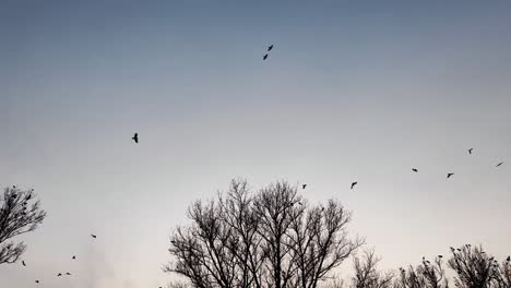 a fiery winter sunset glows through bare branches. crows gather in restless swarms, some flying, others perched. the cold and silence create a melancholic yet tranquil winter landscape.