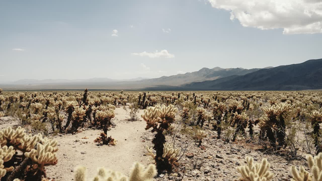 A panoramic shot of cholla cactus in Joshua Tree National Park