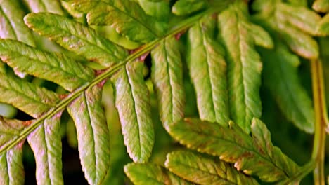 shot through beautiful ferns leaves slow motion