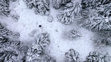 Der-Mensch-Sucht-Einen-Weg-In-Einer-Verschneiten-Waldlandschaft