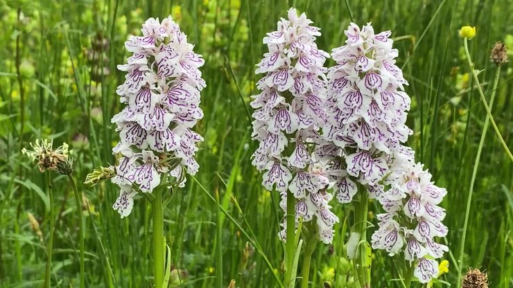 Primo piano ravvicinato di un fiore di Orchidea Maculata Comune bianca che si muove dolcemente al vento.